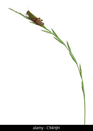 Cricket su un'erba davanti a uno sfondo bianco Foto Stock