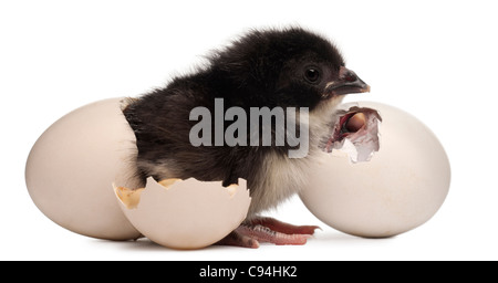 Pulcino, Gallus gallus domesticus, 8 ore vecchie, accanto a un pulcino cova le sue uova nella parte anteriore del fondo bianco Foto Stock