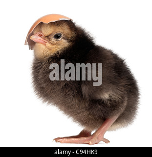 Pulcino, Gallus gallus, 2 giorni, con un pezzo del suo mantello sulla sua testa davanti a uno sfondo bianco Foto Stock