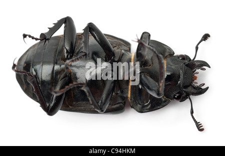 Femmina Lucanus cervus, il più noto specie di stag beetle, sul retro nella parte anteriore del fondo bianco Foto Stock