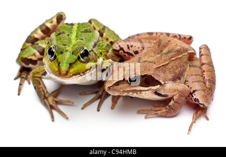 Politica europea comune in materia di rana o Rana verde, Rana esculenta e una rana di Moro, Rana arvalis, di fronte a uno sfondo bianco Foto Stock