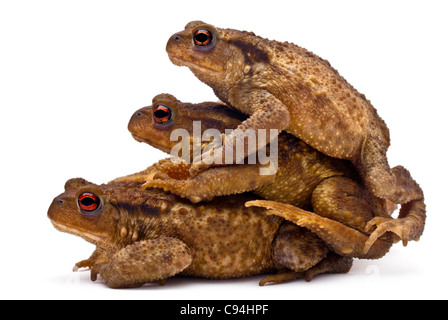 Tre rospi comuni o europeo, rospi Bufo bufo, impilati davanti a uno sfondo bianco Foto Stock