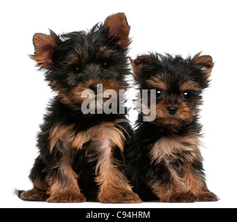 Yorkshire Terrier cuccioli, 8 settimane di età, di fronte a uno sfondo bianco Foto Stock