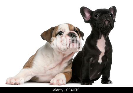 Bulldog francese cucciolo e Bulldog inglese cucciolo, 8 settimane di età, cercando di fronte a uno sfondo bianco Foto Stock