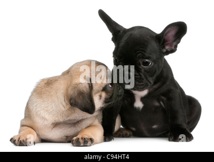 Pug cucciolo lo sniffing di un bulldog francese cucciolo, 8 settimane di età, di fronte a uno sfondo bianco Foto Stock