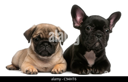 Pug cucciolo e bulldog francese cucciolo, 8 settimane di età, di fronte a uno sfondo bianco Foto Stock