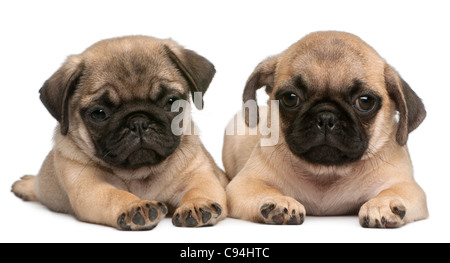 Due Pug cuccioli, 8 settimane di età, di fronte a uno sfondo bianco Foto Stock