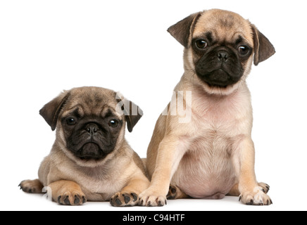 Due Pug cuccioli, 8 settimane di età, di fronte a uno sfondo bianco Foto Stock