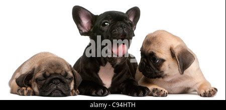 Bulldog francese cucciolo sbadigli tra due Pug cuccioli, 8 settimane di età, di fronte a uno sfondo bianco Foto Stock
