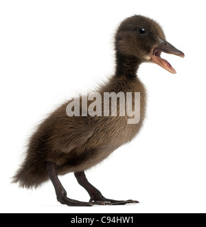 Mallard nero o anatra selvatica, Anas platyrhynchos, 3 settimane di età, di fronte a uno sfondo bianco Foto Stock