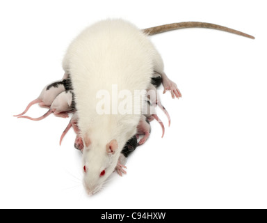 Fancy Rat alimentando il suo bebè di fronte a uno sfondo bianco Foto Stock