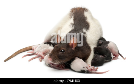 Fancy Rat alimentando il suo bebè di fronte a uno sfondo bianco Foto Stock