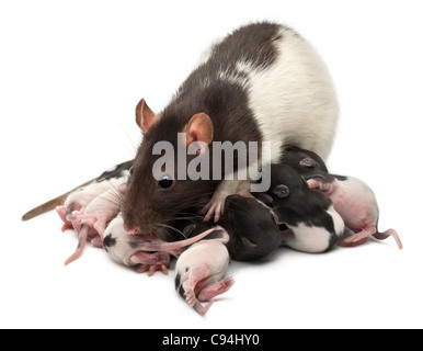 Fancy Rat alimentando il suo bebè di fronte a uno sfondo bianco Foto Stock