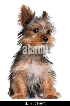 Yorkshire Terrier cucciolo, 8 settimane di età, seduto di fronte a uno sfondo bianco Foto Stock