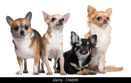 Quattro i Chihuahua, 6 mesi, 3 anni e 2 anni, di fronte a uno sfondo bianco Foto Stock