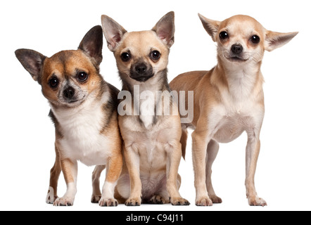 Tre i Chihuahua, 6 mesi, 3 anni e 2 anni, di fronte a uno sfondo bianco Foto Stock