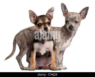 Cuccioli di Chihuahua, 3 mesi di età, di fronte a uno sfondo bianco Foto Stock