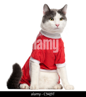 Cat vestito di rosso seduto davanti a uno sfondo bianco Foto Stock