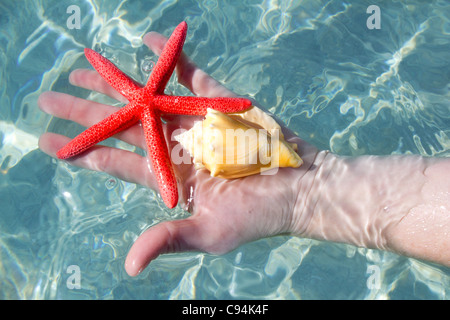 Mano azienda starfish e conchiglia del ripple mare pulito acqua tropicale Foto Stock