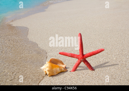 Spiaggia stella marina e conchiglia sulla sabbia bianca spiaggia truquoise Foto Stock