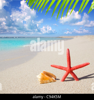 Spiaggia di stelle marine e conchiglie sulla spiaggia di sabbia bianca di Formentera Illetes Foto Stock