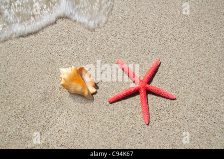 beach starfish and seashell with wave coming to shore Foto Stock