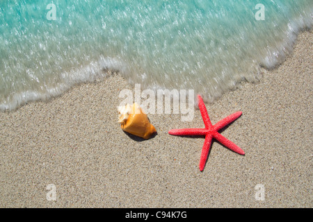 Spiaggia stella marina e conchiglia con wave arrivando alla riva Foto Stock