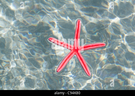 Red starfish galleggiante sulla spiaggia di sabbia bianca di acqua riple Foto Stock