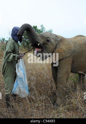 Gestore di elefante supplemento di alimentazione vitamina pellets per due anni su elefante Imire Safari Ranch. Lo Zimbabwe. Foto Stock