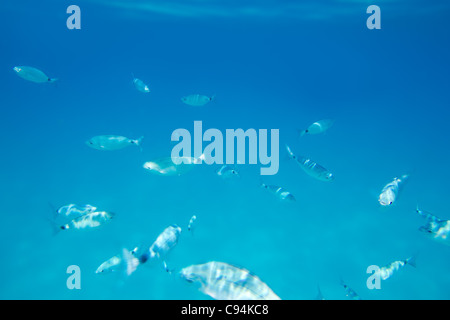 Sellati orate pesce scuola subacquea nel mediterraneo isole baleari Foto Stock