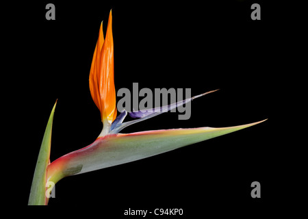 Colorato Strelitzia reginae fiore - noto anche come gru fiore o uccello del paradiso Foto Stock