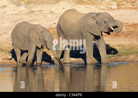 Due giovani l'elefante africano (Loxodonta africana) acqua potabile a waterhole, Sud Africa Foto Stock