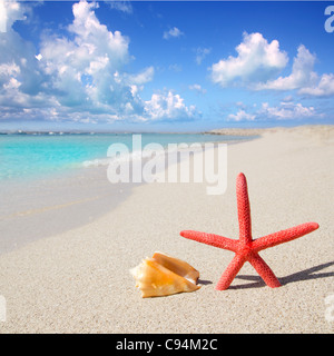 Spiaggia di stelle marine e conchiglie sulla spiaggia di sabbia bianca di Formentera Illetes Foto Stock