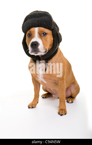 Questo è un ritratto fotografia di una Red Bull Staffordshire Terrier maschio indossando un tipo deerstalker hat. Foto Stock