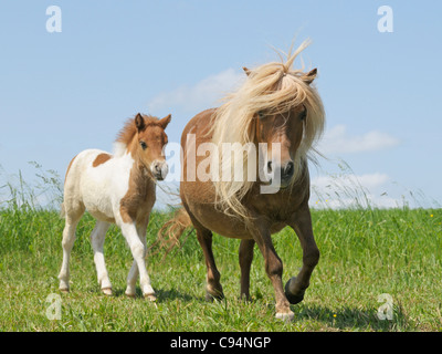 Pony Shetland mare e il suo puledro Foto Stock
