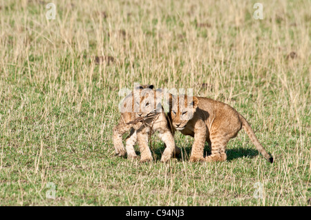 Due Lion Cubs affiancati, Panthera leo, Masai Mara riserva nazionale, Kenya, Africa Foto Stock