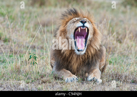 Maschio di leone africano, Panthera leo, sbadigli con la bocca aperta che mostra denti, il Masai Mara riserva nazionale, Kenya, Africa orientale Foto Stock
