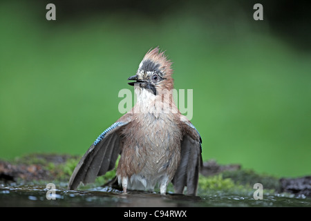 Eurasian Jay Garrulus glandarius, balneazione Foto Stock