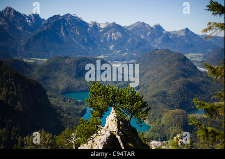 Pini e il Lago Alpsee in background di Hohenschwangau Allgaeu Baviera Germania Foto Stock