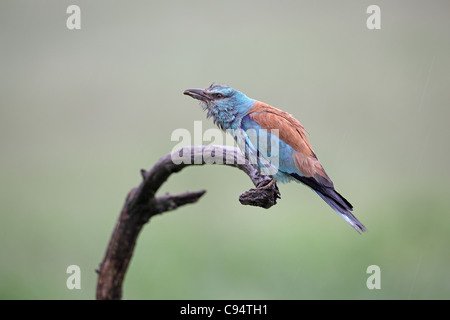 Rullo di europea, Coracias garrulus, presentando il cibo al partner in caso di pioggia Foto Stock