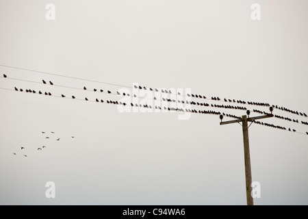 Per gli storni (Sturnus vulgaris) ligned su una linea telegrafica su Orkney con oche Graylag battenti in background. Foto Stock