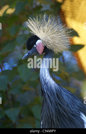 Ritratto di un Occidente nero africano Crowned Crane allo Zoo Foto Stock