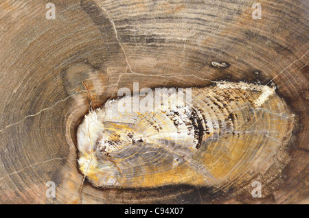 Texture dettagliate sulla superficie lucidata di un albero pietrificato sezione trasversale. Foto Stock