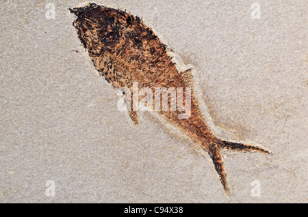 Pesci fossili Dyplomystus dentatus di età eocenica dal Green River Formazione, Wyoming negli Stati Uniti. Foto Stock