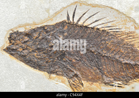 Pesci fossili Priscacara oxyprion di età eocenica dal Green River Formazione, Wyoming Foto Stock