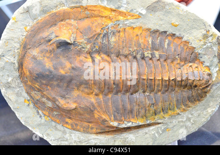 Cambropallas trilobata fossile di età Cambriano dal Marocco. Foto Stock