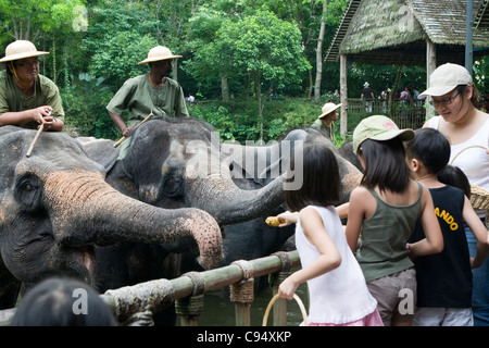 Singapore Zoo: nutrire gli elefanti indiani dopo lo spettacolo Foto Stock