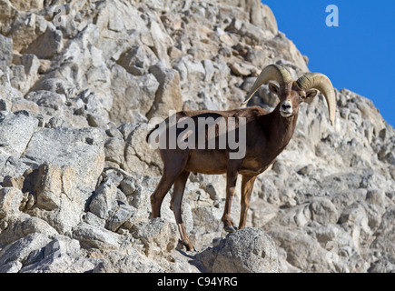 Bighorn in piedi su una roccia (Ovis canadensis) Foto Stock