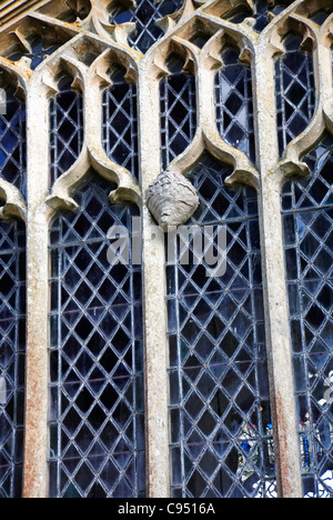 Un esempio di un nido di vespe costruito sull'esterno di una finestra della Chiesa a Stody, Norfolk, Inghilterra, Regno Unito. Foto Stock