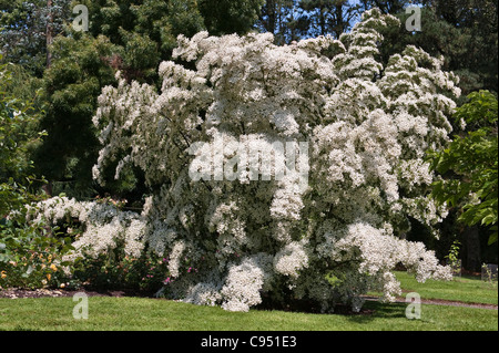 Il giardino estivo di rose dei Trewithen Gardens, Cornovaglia, Regno Unito, presenta questo spettacolare esempio di dogwood, Cornus kousa var. Chinensis Foto Stock